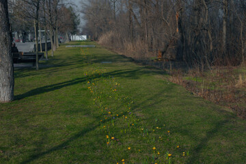 Spring background with blooming flowers. A field of flowering crocus plants, a group of bright colorful flowers. Crocus flower on a sunny spring day. Macro. Wallpaper.