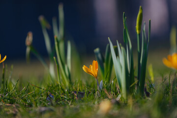 Spring background with blooming flowers. A field of flowering crocus plants, a group of bright...
