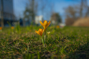 Spring background with blooming flowers. A field of flowering crocus plants, a group of bright...