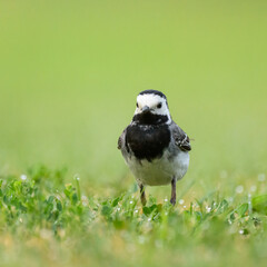 A White Wagtail running on a meadow