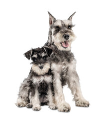 dog and miniature schnauzer puppy sitting together isolated
