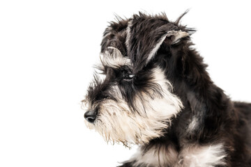 Portrait of a miniature schnauzer puppy looking to the side isolated
