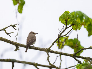A Spotted Flycatcher sitting on a tree