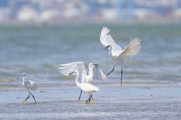 Two Little Egrets fighting on the beach