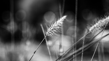 fences surrounded by pink wildflowers,Flowers and leaves against the sun will be more beautiful, all magical from the rays of sunlight spreading across the forest