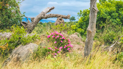 Swazi Lily in Kruger National Park stunning pienk flowers in landsacpe 
