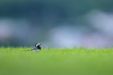 A White Wagtail running on a meadow