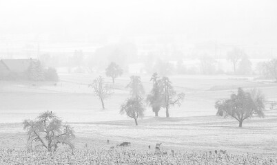 frozen winter rural landscape in canton argovia, Switzerland