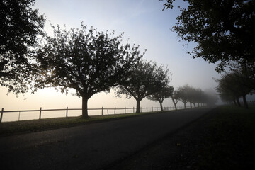 foggy tree avenue