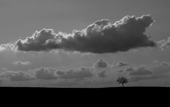 black and white picture of a single tree on a hill with cloudy sky background