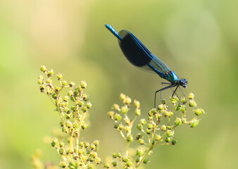 blue dragonfly on a plant twig