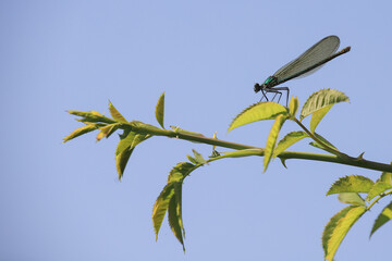 blue dragonfly on a plant twig