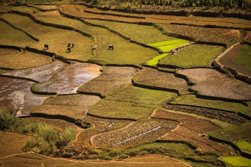 Deurstickers farmers work in the terraced rice fields in Madagascar © Marcel