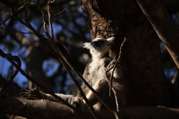 madagascar lemur in a tree