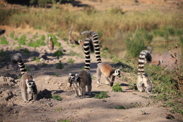 lemurs of Madagascar