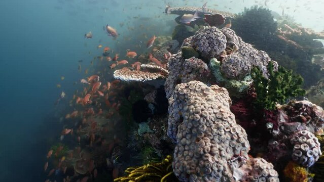 Coral Structures in the komodo Archipelago in Indonesia