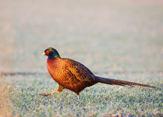 Common pheasant Phasianus colchius Ring-necked pheasant in natural habitat, grassland in early spring