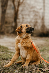 Vertical shot of a beautiful puppy with red leash ready to be adopted outdoors.