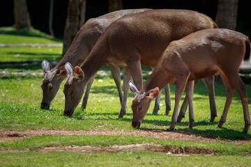 group of wild sambar deer in khao yai national park one of most important natural sanctuary of asian