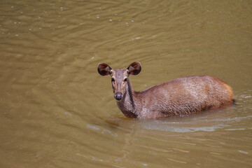 wild sambar deer of khao yai national park swimming in natural canal