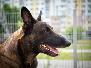 Portrait of a Belgian shepherd.