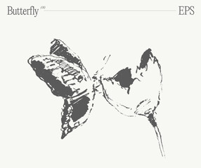 Hand drawn vector illustration of a butterfly on flower on blank backdrop. Sketch.