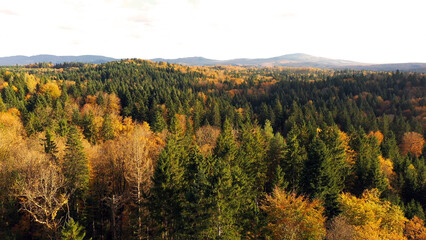 Magic aerial view of a sunny autumn season forest landscape.