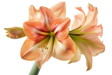Splendid Amaryllis Flower in Full Bloom with Striped Petals of Coral and Cream, Stately Stance Against a Pure White Background