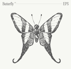 Hand drawn monochrome butterfly illustration on blank backdrop. Vector sketch.