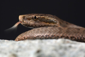 Portrait of a Short-tailed Pit Viper showing its forked tongue
