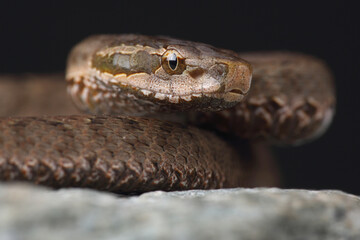 Portrait of a Short-tailed Pit Viper on a rock
