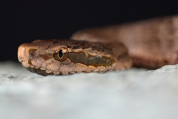 Portrait of a Short-tailed Pit Viper on a rock

