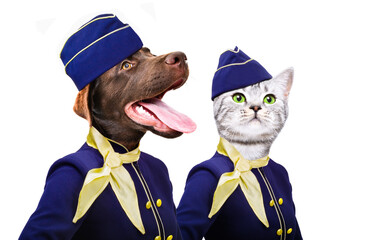 Portrait of a Labrador dog and a cat Scottish Straight in a stewardess costumes isolated on a white background