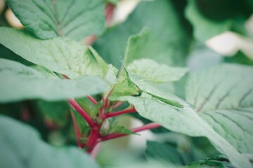 focus on grasshopper on green leaf and pink stalk of Amaranth. organic plant growing up on plant bed in morning light. dramatic and vintage color. Natural background.