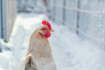 White chicken on winter Background. Portrait of a Sussex Chicken