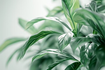 Fresh green plant leaves with soft sunlight for a natural background.