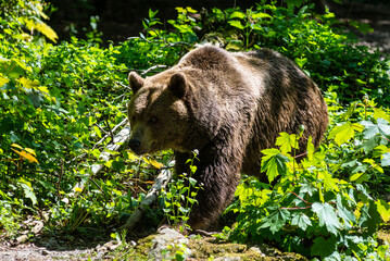 Brown bear walking on ground in nature in the Wuppertal Green Zoo in Germany. Cute big bear landscape nature background. Animal wild life. Adult brown bear in natural environment. Selective focus. - 736956665