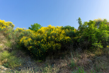 Obraz premium Yellow Spanish broom flower - Spartium junceum. Blooming on the blue clear sky background.
