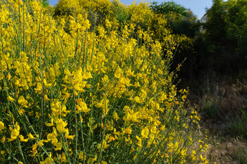Yellow Spanish broom flower - Spartium junceum. Blooming on the blue clear sky background.