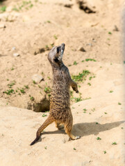 Meerkat, a mongoose species, with sand background in Zoo Bochum, Germany - 736957432