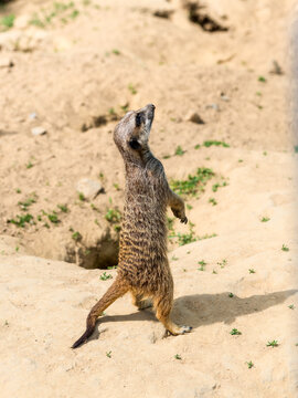 Meerkat, a mongoose species, with sand background in Zoo Bochum, Germany