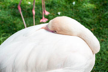 Flamingo hiding its head on its plumage in Zoo Bochum, North Rhine-Westphalia, Germany - 736957872