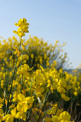 Obraz premium Yellow Spanish broom flower - Spartium junceum. Blooming on the blue clear sky background.