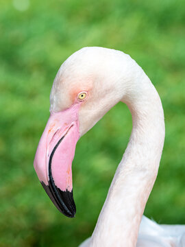 Flamingo portrait in Zoo Bochum, North Rhine-Westphalia, Germany. Selective focus.