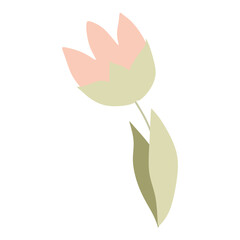 Pastel Color Orange tulip Flower, Isolated on white background Spring Garden Botany Vector Flat illustration for Greeting card, Postcard, Floral shop logo. Summer print Blooming Design element.
