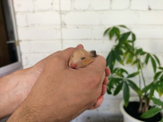 Syrian hamster held in hands