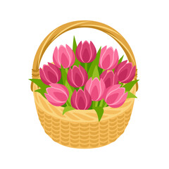 Pink tulips in basket. Beautiful spring flowers bouquet. Vector cartoon flat illustration. 