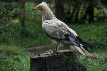 Egyptian vulture (Neophron percnopterus) at the zoo. Closeup - 736967820