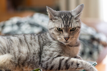 眠そうな猫　サバトラ猫