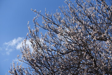 Canopy of blossoming apricot tree against blue sky in March